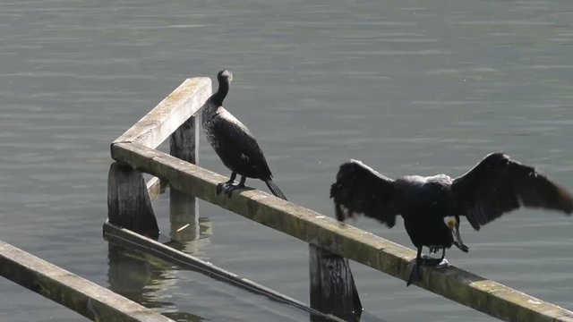 cormorani