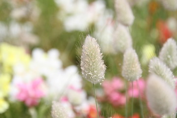 うさぎのしっぽ