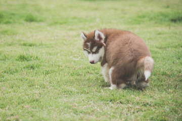 siberian husky puppy pooping on green grass