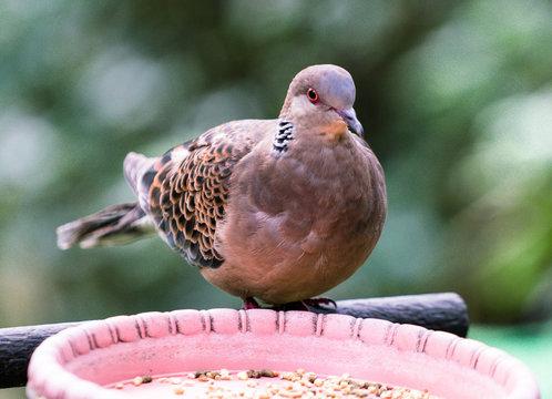 Oriental-Turtle-Dove Images – Browse 72 Stock Photos, Vectors, and