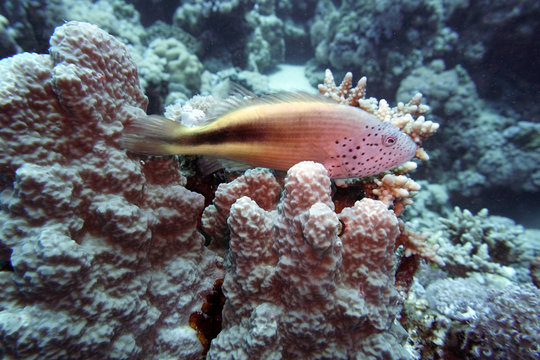 Forsters B&uuml;schelbarsch (Paracirrhites fosteri)