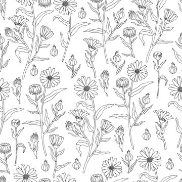 Seamless floral pattern, Calendula flower isolated on white background, botanical hand drawn vector illustration marigold line art for design package tea, cosmetic, greeting card, wedding invitation