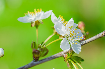 the cherry blossoms in spring in april a beautiful magical sight flowers closeup