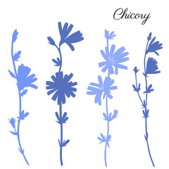 Chicory flower hand drawn graphic vector colorful illustration, medical endive plant, blue silhouette isolated on white background, for design greeting card, invitation, medicine, herbal tea, cosmetic