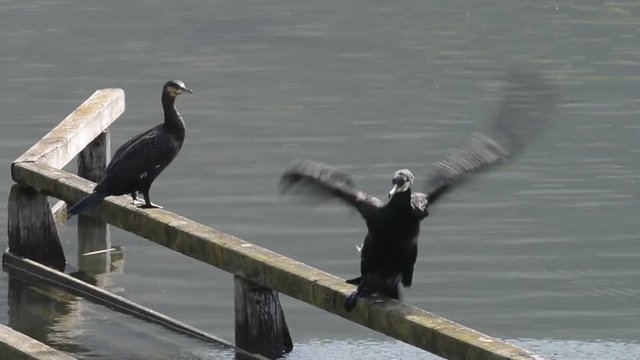cormorani