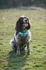 Brown spotted russian spaniel on the green grass