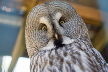 Great Grey Owl or Lapland Owl portrait