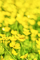 Field of yellow buttercup flowers in summer