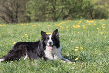 Smiling Border Collie with a wreath of dandelion on the head is lying at the blossoming dandelion...