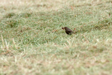 Rouge-queue noir avec un insecte dans le bec 