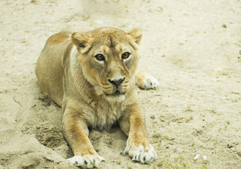 The young lioness has a rest on sand