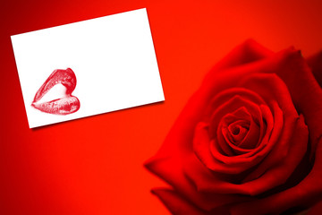 Red rose in bloom against white card