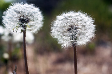 White fluffy dandelion, dandelion seeds