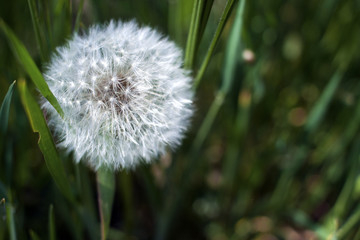White fluffy dandelion, dandelion seeds