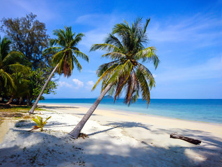 Coconut tree on Koh Bulone beach, Satun Thailand