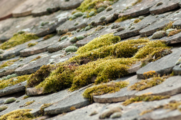 closeup of moss on terra cotta tiles on roof