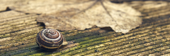 Fototapeta na wymiar Snail shell on weathered wood with autumn leaves in the background