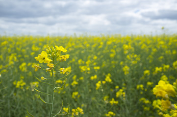 Fototapeta premium Rapeseed blossoms detail