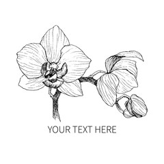 Hand drawn black outline orchid on a white background isolated. Highly detailed vector illustration. Beautiful exotic flower. Cymbidium for your logo, composition, design. - obrazy, fototapety, plakaty