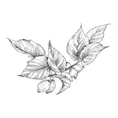 Hip rose buds, berry and branches. Vintage botanical engraved illustration. Vector hand drawn natural elements. Sketch style. - 203060724