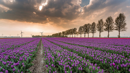 Obraz premium sunset tulip 03