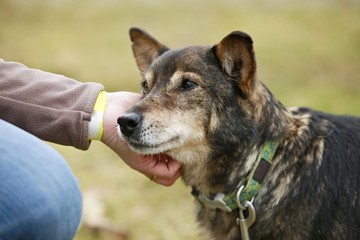 Portrait of devoted old mixed breed brown dog, green collar, with his master´s hand caressing him on neck, blurry brown background