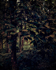 Mysterious Forest in Coorg, india. 