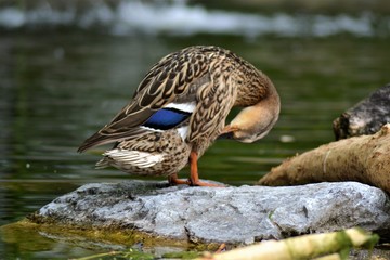 Ente und Wasser