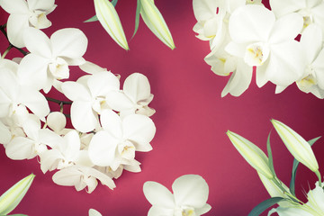 White Orchid lily on red background.