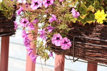 Blumen im Blumenkasten am Geländer blühen