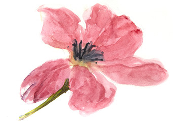 Red bloom poppy on white, watercolor illustrator