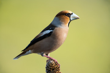 Hawfinch, Coccothraustes coccothraustes