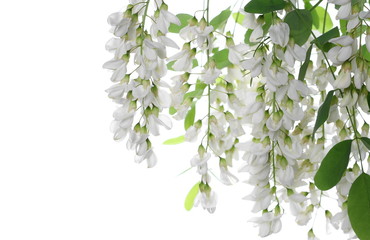 Blossoming acacia with leafs isolated on white background, black locust, flowers,  Robinia pseudoacacia (White acacia)