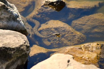 snake