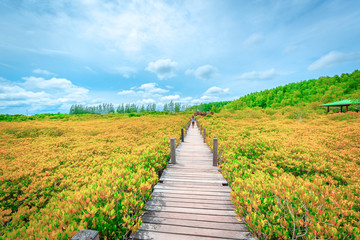 Fototapeta na wymiar Wooden Bridge in Tungprongthong with cloud, mangrove forest at Nature Preserve and Forest Klaeng at Prasae, Rayong province, Thailand.