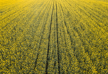 Aerial view of yellow rapeseed field in evening light in Switzerland