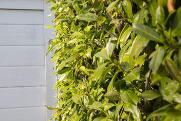 cherry bayberry bush