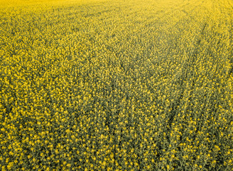 Aerial view of yellow rapeseed field in evening light in Switzerland