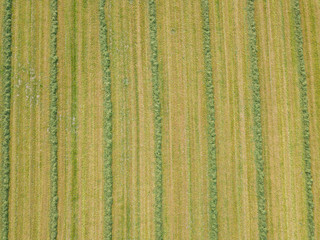 Aerial view of hay field in evening sunlight in Switzerland with regular line patterns