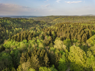 Fototapeta na wymiar Aerial view of forest in evening sunlight, warm colors, in Switzerland