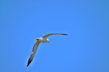 seagull