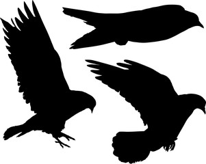 black silhouettesof three flying pigeons