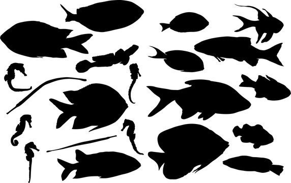 group of twenty one tropical black fishes on white