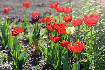 Tulips. Flowers in the garden