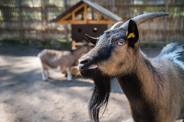 goat portrait in pen