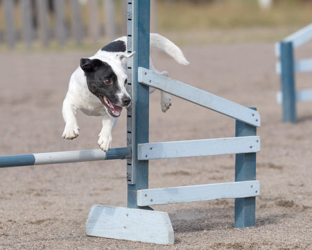 Jack Russell Terrier jumps over an agility hurdle in agility competition