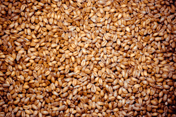 background of grains of yellow wheat, the concept of an abundance of food