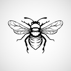 Vector engraving illustration of honey bee on white background