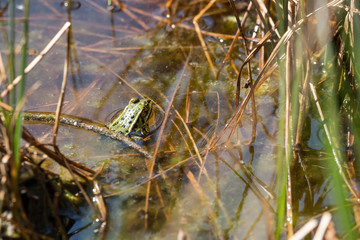 Frosch im Teich