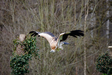 Gyps himalayensis (vautour de l'Himalaya)
